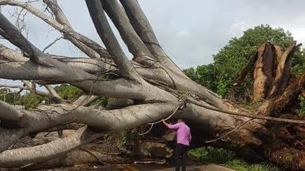 Árbol nueva